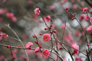 成田山の梅まつり｜梅の花