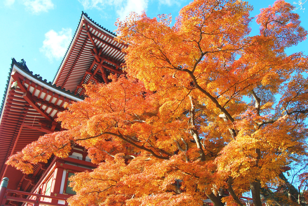 成田山公園 紅葉まつり